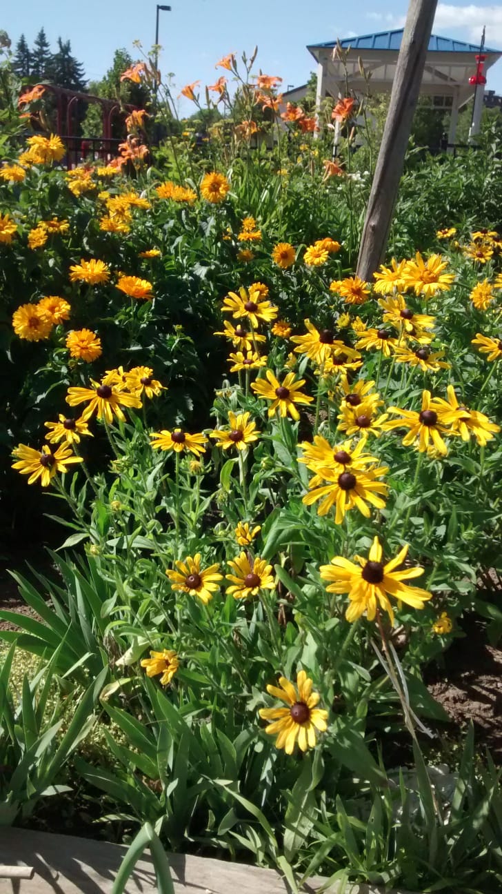 Mary Street Community Garden | 5G9, 1100 Mary St N, Oshawa, ON L1G 5G9, Canada | Phone: (905) 436-3311
