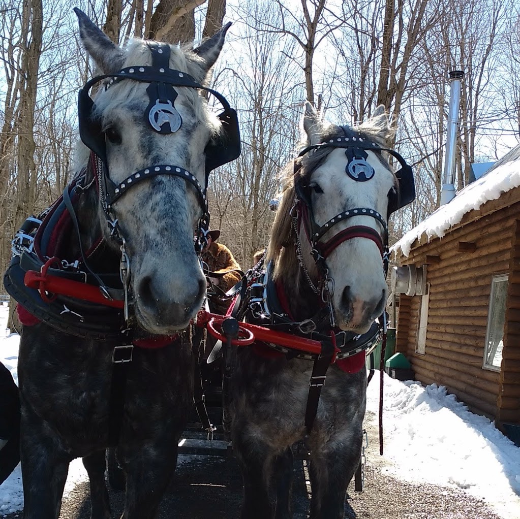 Precious Moments Carriages | 40 Anglican Church Rd, Lombardy, ON K0G 1L0, Canada | Phone: (613) 285-5698