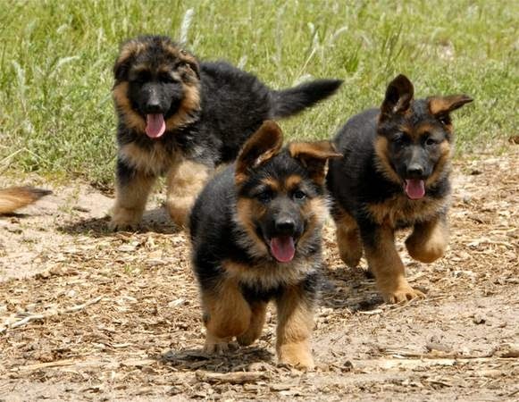 "The Woofer Walkers" GPS Tracked Dog Walking | Francis rd, No 2 Rd, Richmond, BC V7C 1K5, Canada | Phone: (778) 838-9255