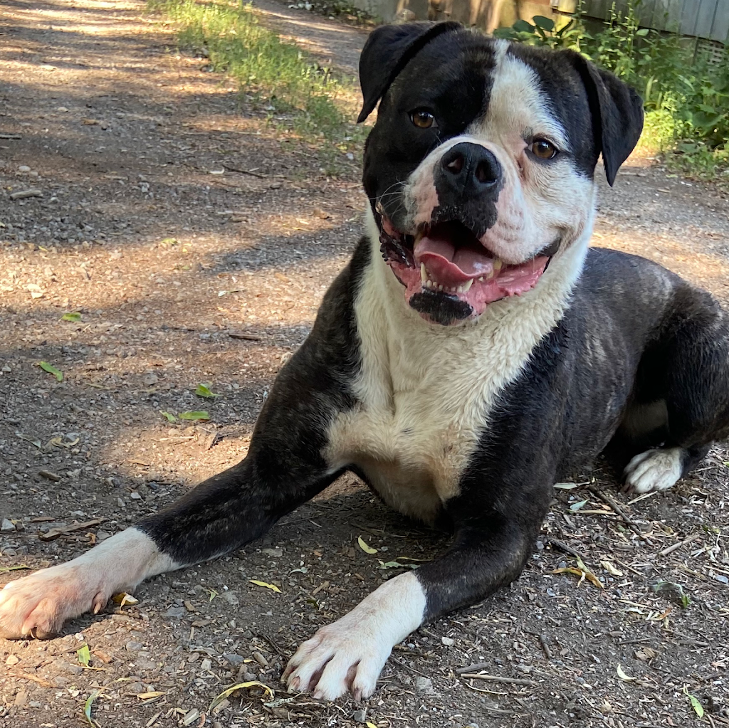 Rosebull Kennels American Bulldogs | 78 Main St S, Hagersville, ON N0A 1H0, Canada | Phone: (905) 379-4489