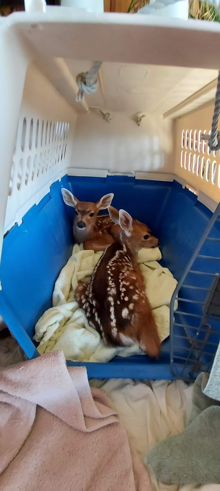 Coastal wildlife rescue and conflict resources services | 7871 Redrooffs Rd, Halfmoon Bay, BC V0N 1Y1, Canada | Phone: (604) 399-8502