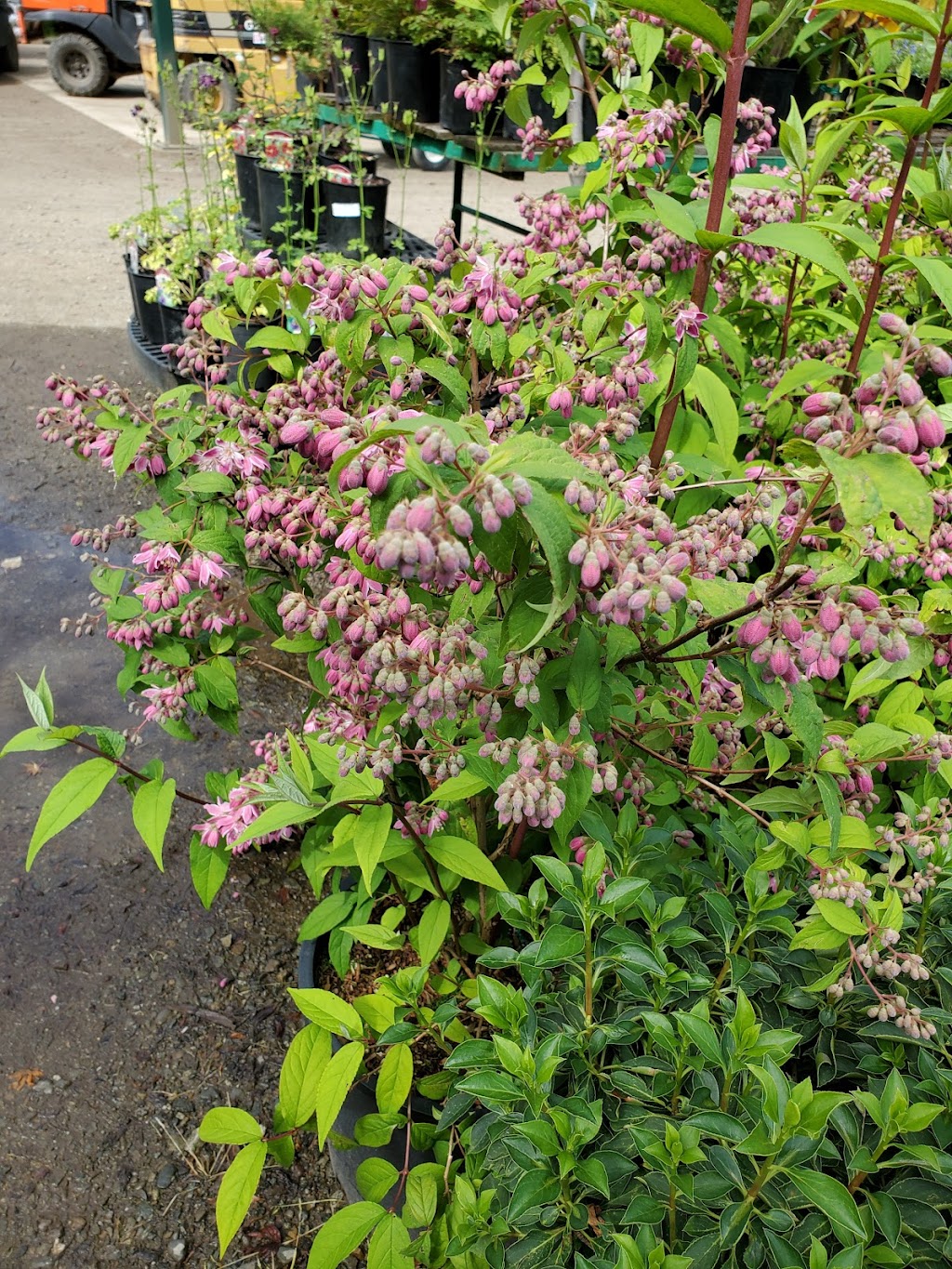 Outback Nursery & Garden Centre | 6016 Headquarters Rd, Courtenay, BC V9J 1M7, Canada | Phone: (250) 703-0723