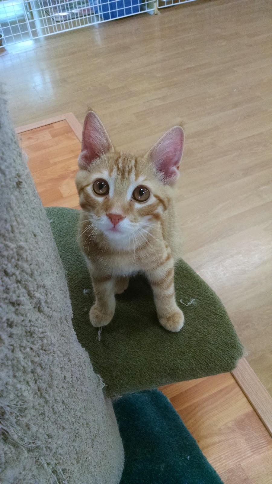Cats Castle Cat Hotel | 1354 Bronte Rd, Oakville, ON L6M 4G4, Canada | Phone: (905) 847-7770