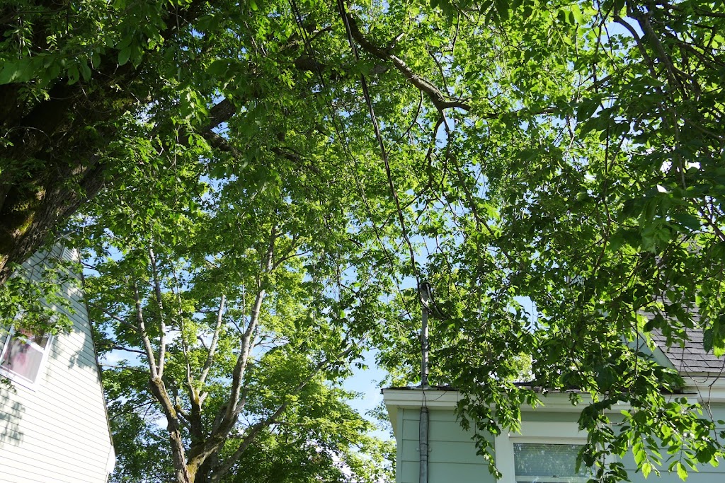 Sullys Tree Trimming | Rothesay, NB E2H 1G5, Canada | Phone: (506) 608-9394