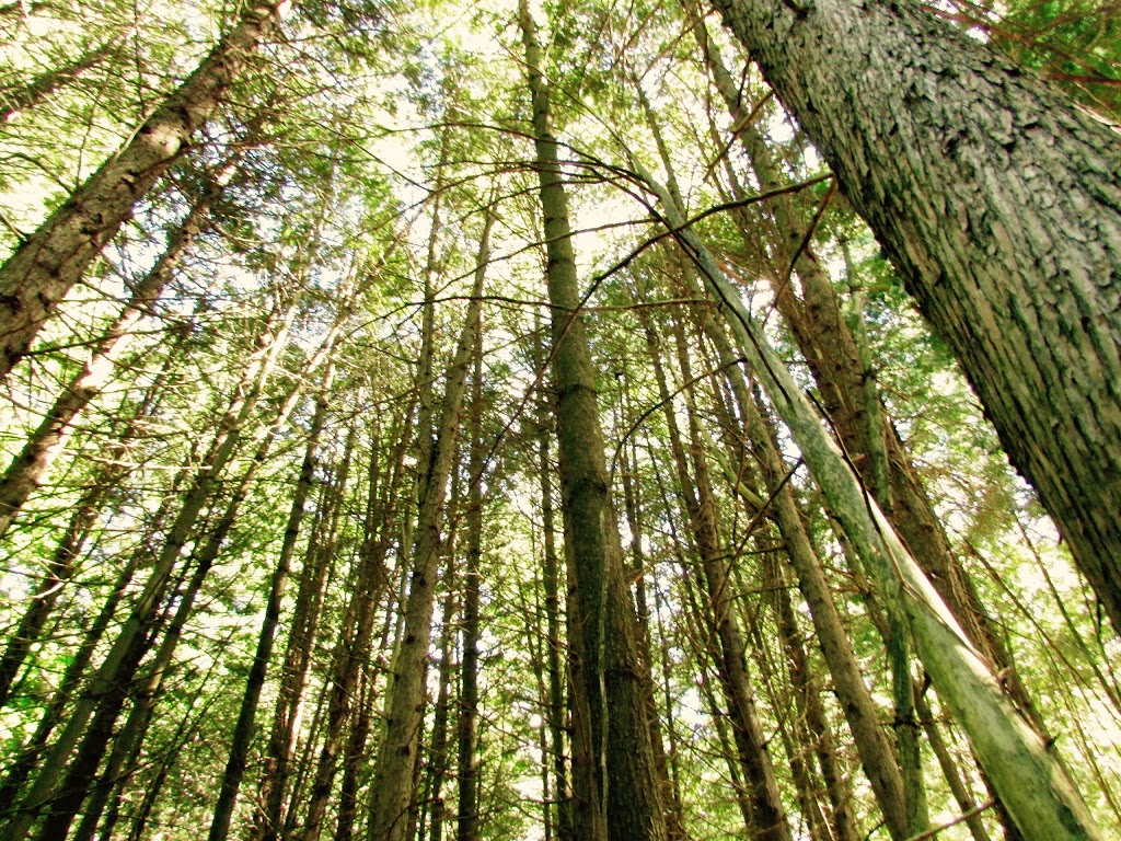 Bond Tract | 6765 Concession 1, Puslinch, ON N0B 2J0, Canada | Phone: (519) 621-2761