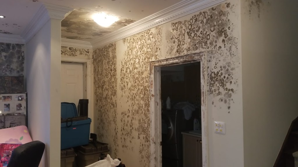 Canadas Restoration Services Asbestos Removal Mississauga | 1 Dove Hawk Way, North York, ON M2R 3M1, Canada | Phone: (416) 479-8606