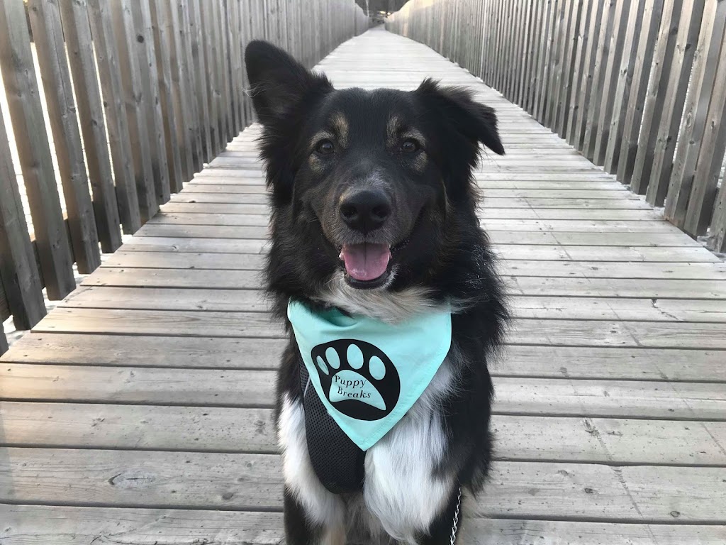Puppy Breaks | 47 Diane Dr, Orangeville, ON L9W 3M9, Canada | Phone: (519) 278-6929