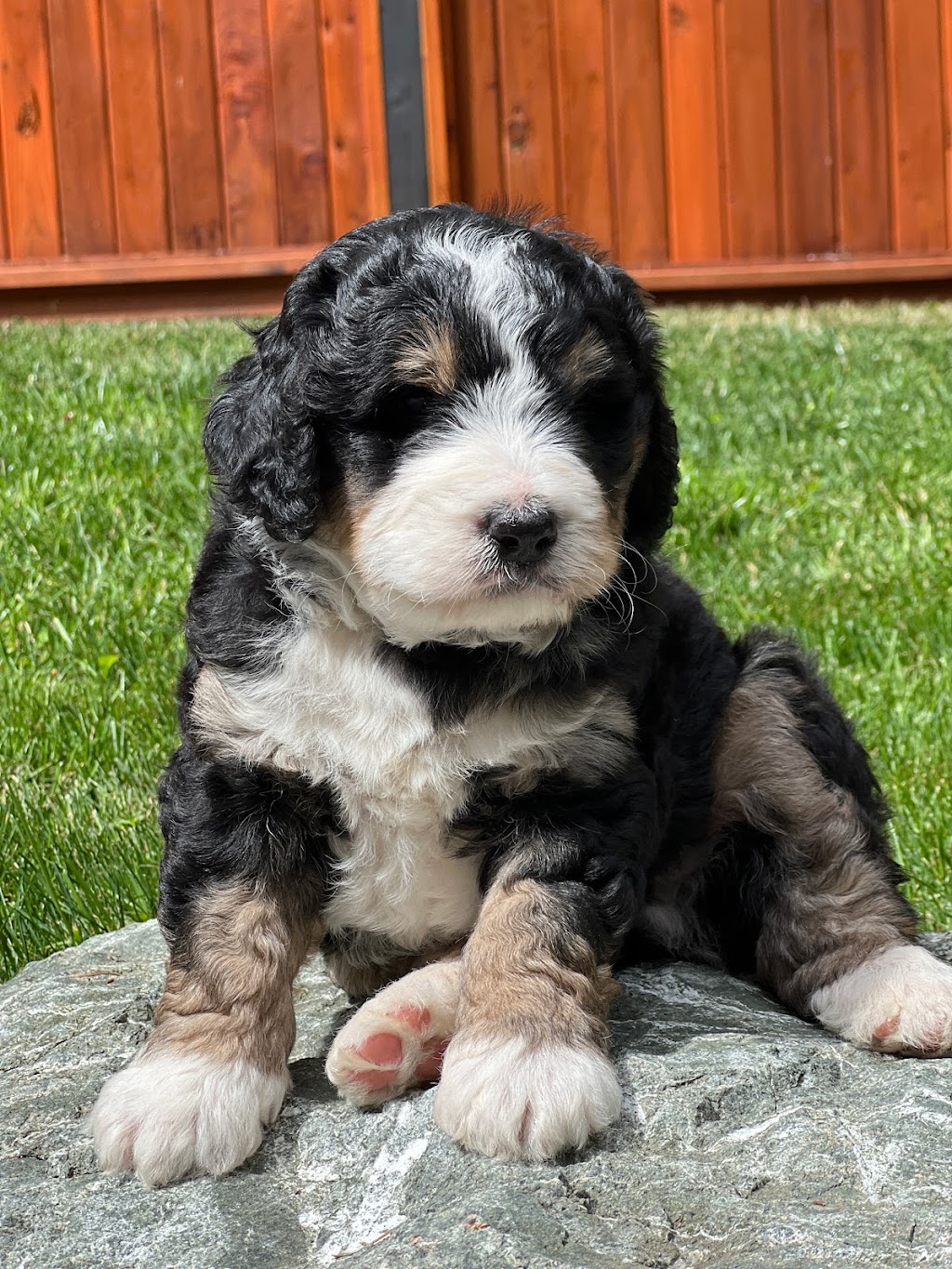 Legacy Kennels | 2250 Dolphin Rd, North Saanich, BC V8L 5Y7, Canada | Phone: (250) 944-1800