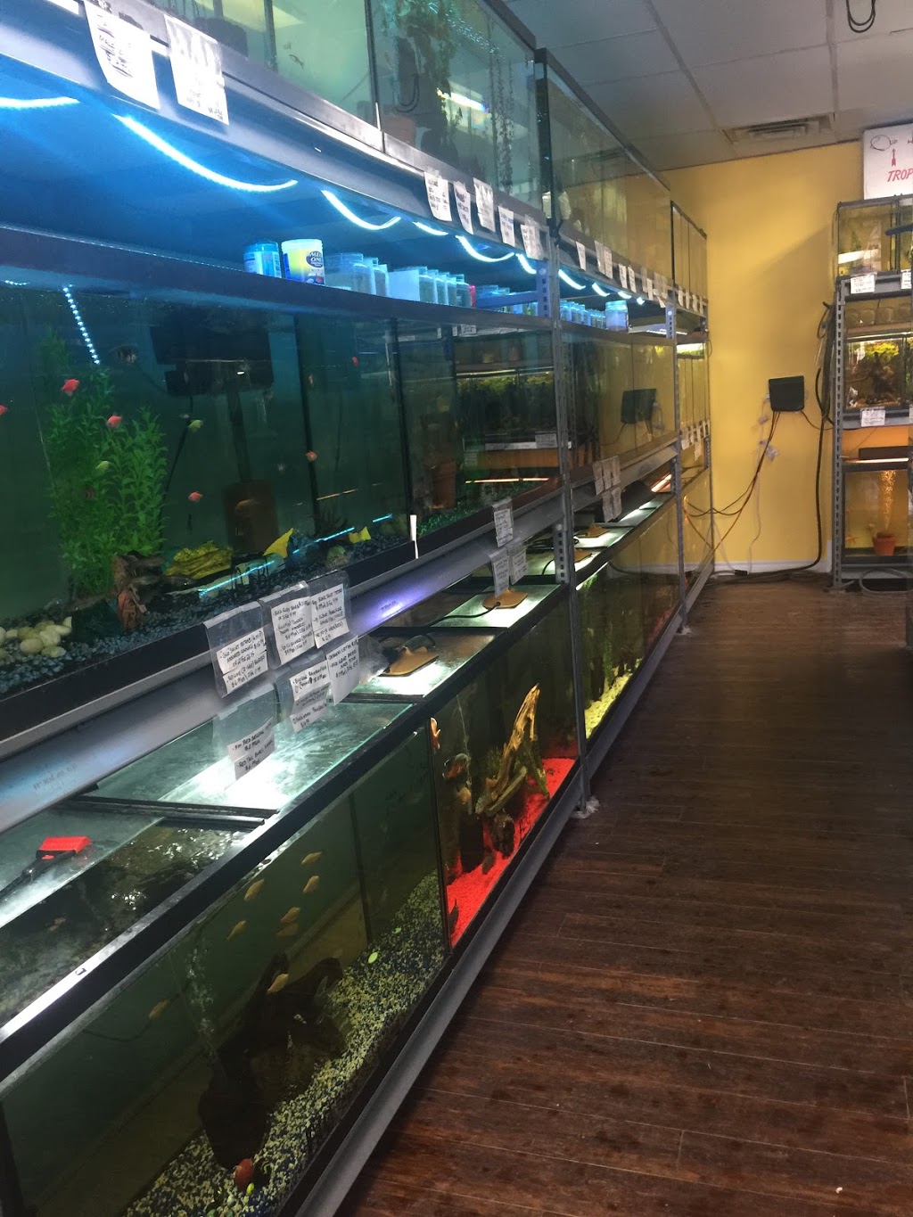 WET PETS AQUARIUMS INC. | 295 Main St E UNIT #4, Milton, ON L9T 1P1, Canada | Phone: (289) 851-2606