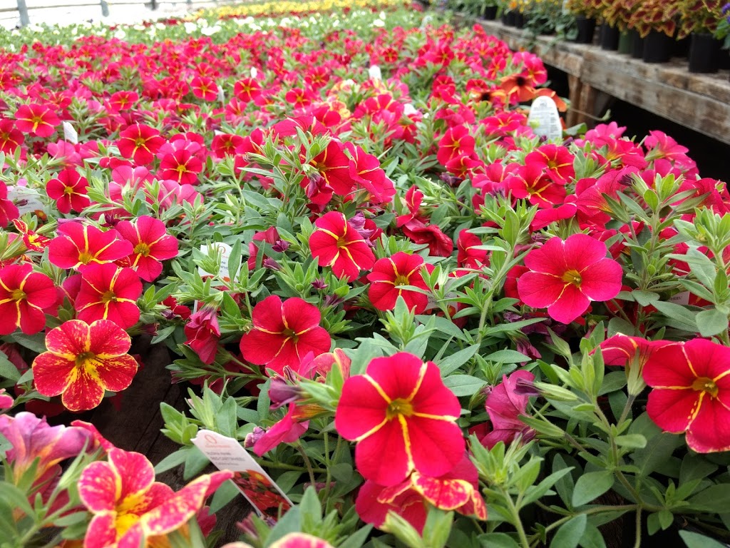 Les fleurs de lîle | 2250 Chemin Royal, Sainte-Famille, QC G0A 3P0, Canada | Phone: (418) 829-0344
