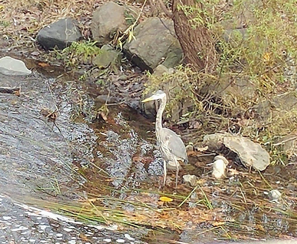 Dorchester Mill Pond EcoTrail | Mill Pond,, Thames Centre, ON N0L 1G2, Canada