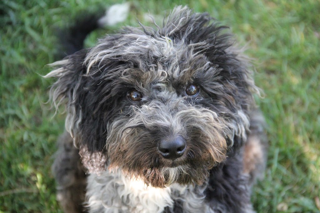 K and L Aussies | 683328 Rd 68, Thamesford, ON N0M 2M0, Canada | Phone: (226) 234-7692