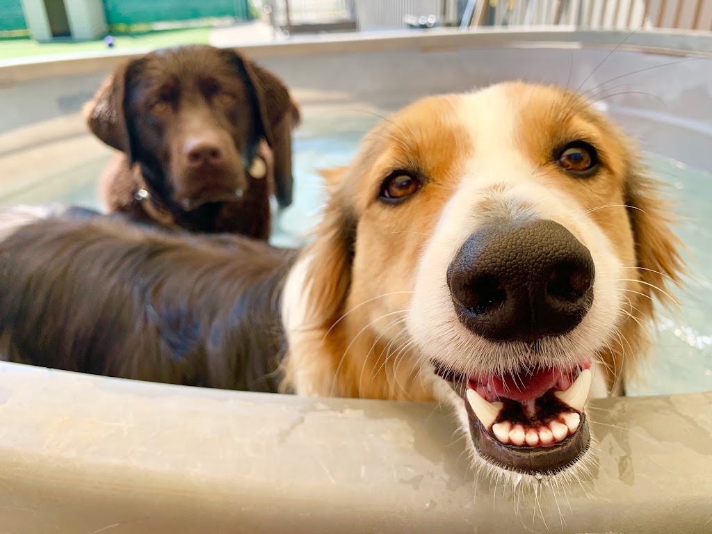 Taylored Canines | 101 Beverley St e, Guelph, ON N1E 3C3, Canada | Phone: (519) 767-0770