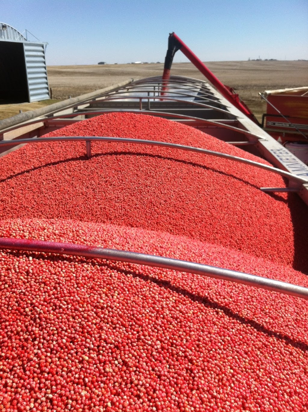 Alect Seeds | 315013 Highway 21, Three Hills, AB T0M 2A0, Canada | Phone: (403) 443-9599