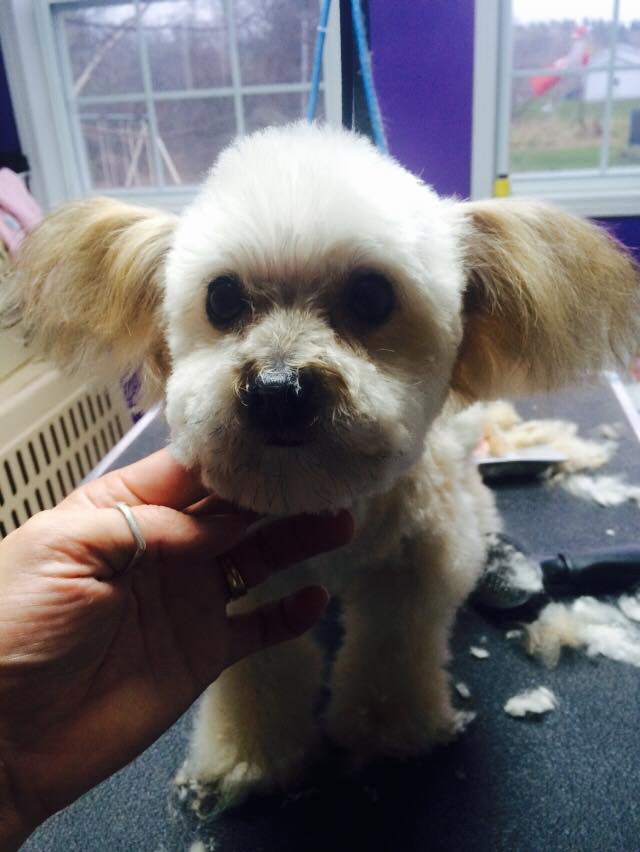 Exclusively for dogs | 3217 27, Lyn, ON K0E 1M0, Canada | Phone: (613) 803-7668