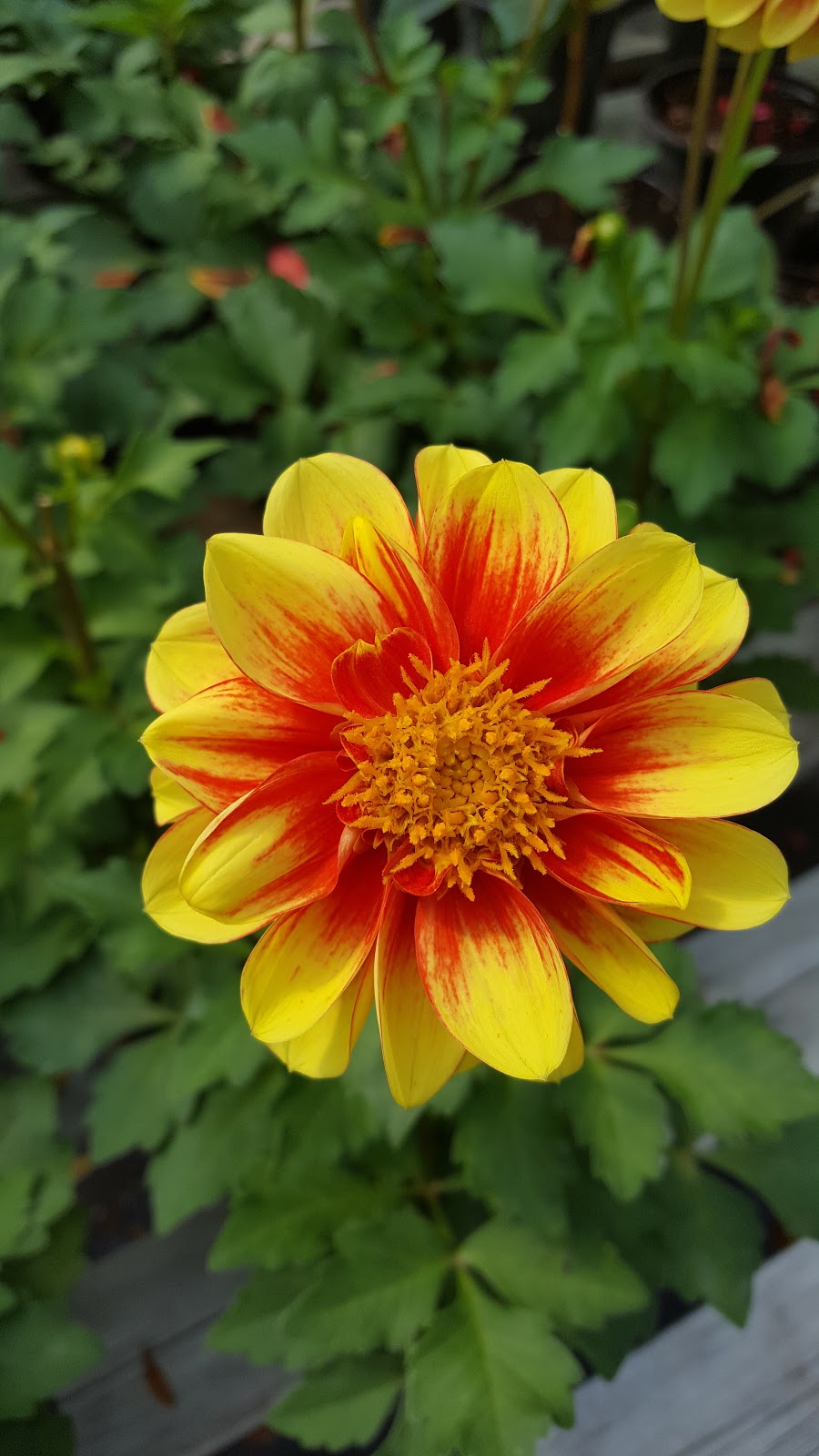 Les Jardins Chartrand | 306 Chemin Antoine-Boucher, Gatineau, QC J9J 3M6, Canada | Phone: (819) 684-6934