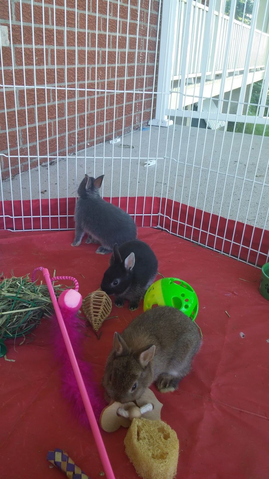 Les Petits Lapins dAmour | 1010 Chemin Saint François O, Saint-François-de-la-Rivière-du-Sud, QC G0R 3A0, Canada | Phone: (418) 728-7286