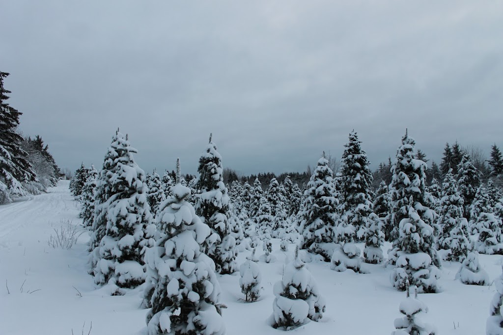 Le Jardin du père Noël | 1976 Rte 515, Sainte-Marie-de-Kent, NB E4S 2C9, Canada | Phone: (506) 955-3152