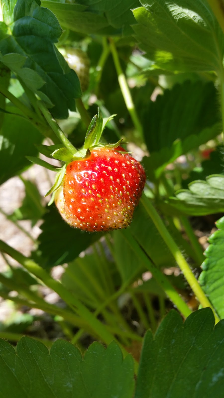 Guy Rivest Farm | 1305 Chem. Laliberté, Rawdon, QC J0K 1S0, Canada | Phone: (450) 834-5127