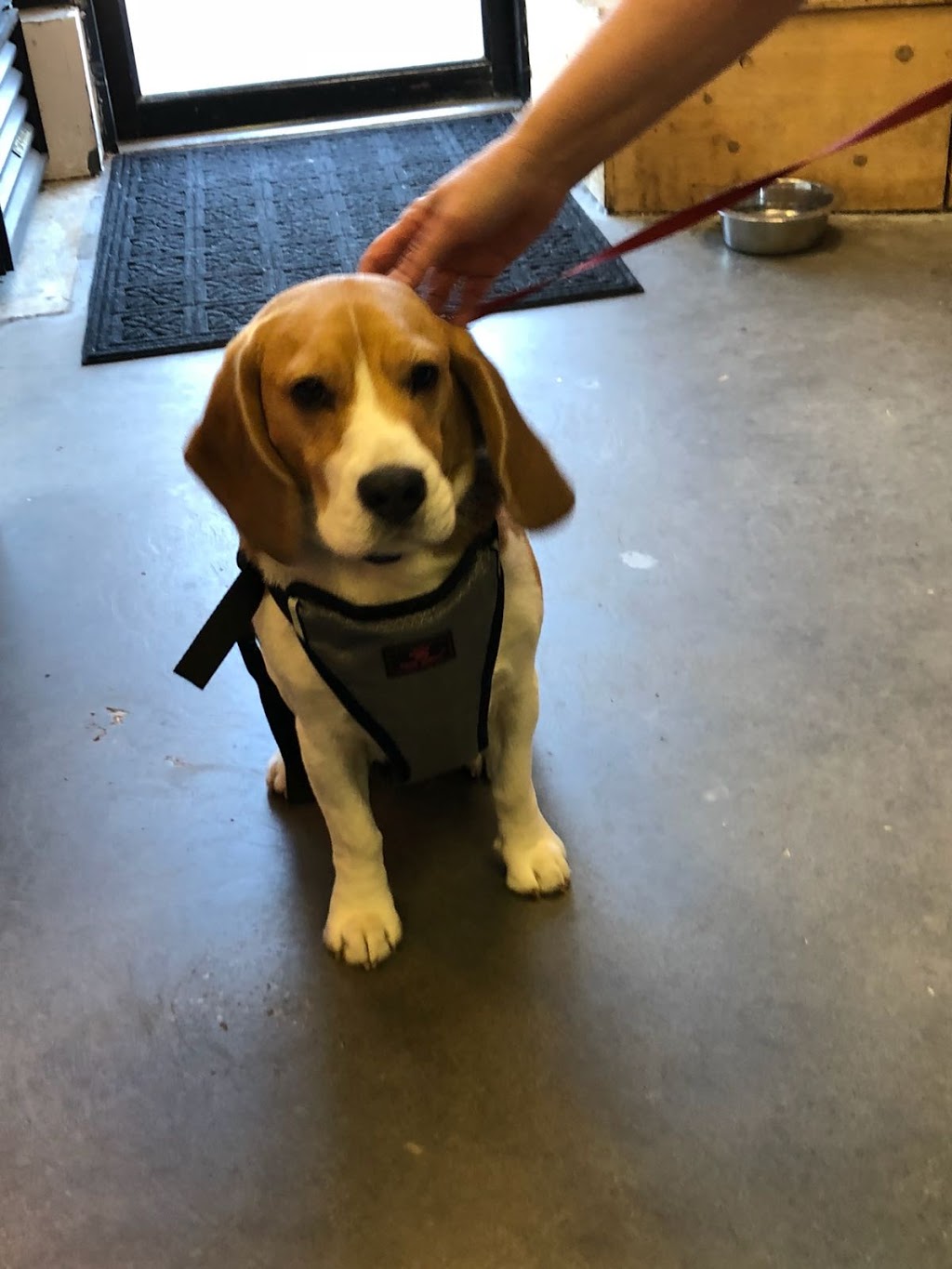 For Pets Sake | 3650 Mt Seymour Pkwy, North Vancouver, BC V7H 2Y5, Canada | Phone: (604) 924-2455