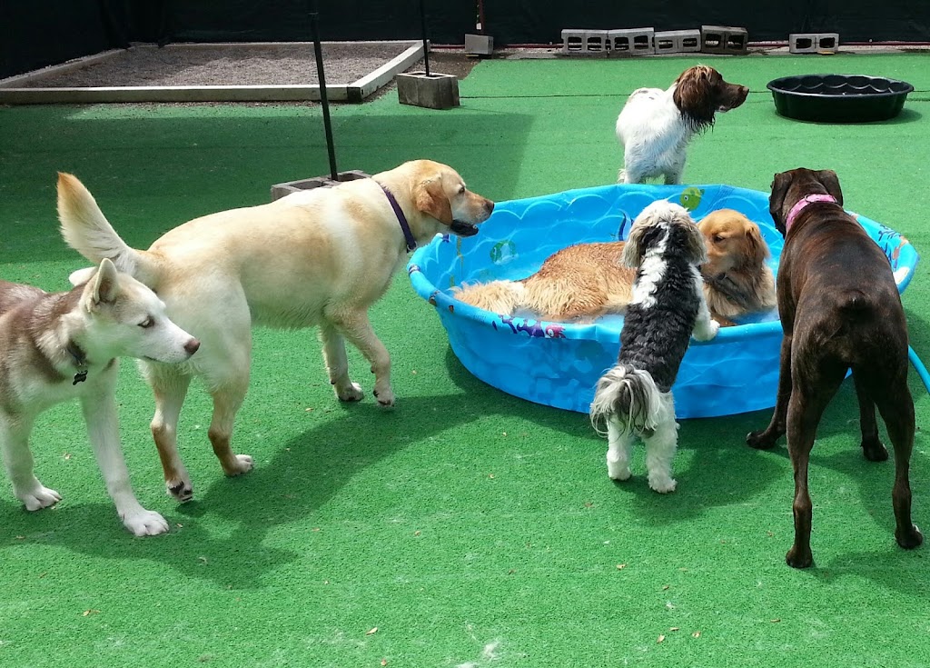 Wag Canine Recreation Centre | 10 Lawrence St, Amherst, NS B4H 3G5, Canada | Phone: (902) 660-9244