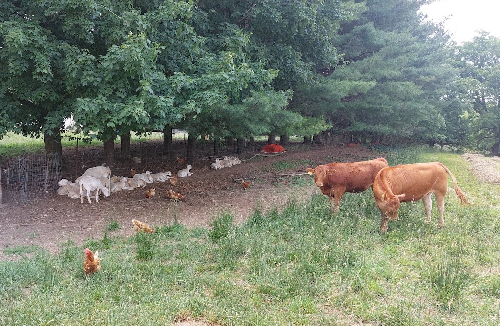 Still Meadow Farm | 235492 23rd Line, Thamesford, ON N0M 2M0, Canada | Phone: (519) 701-9988