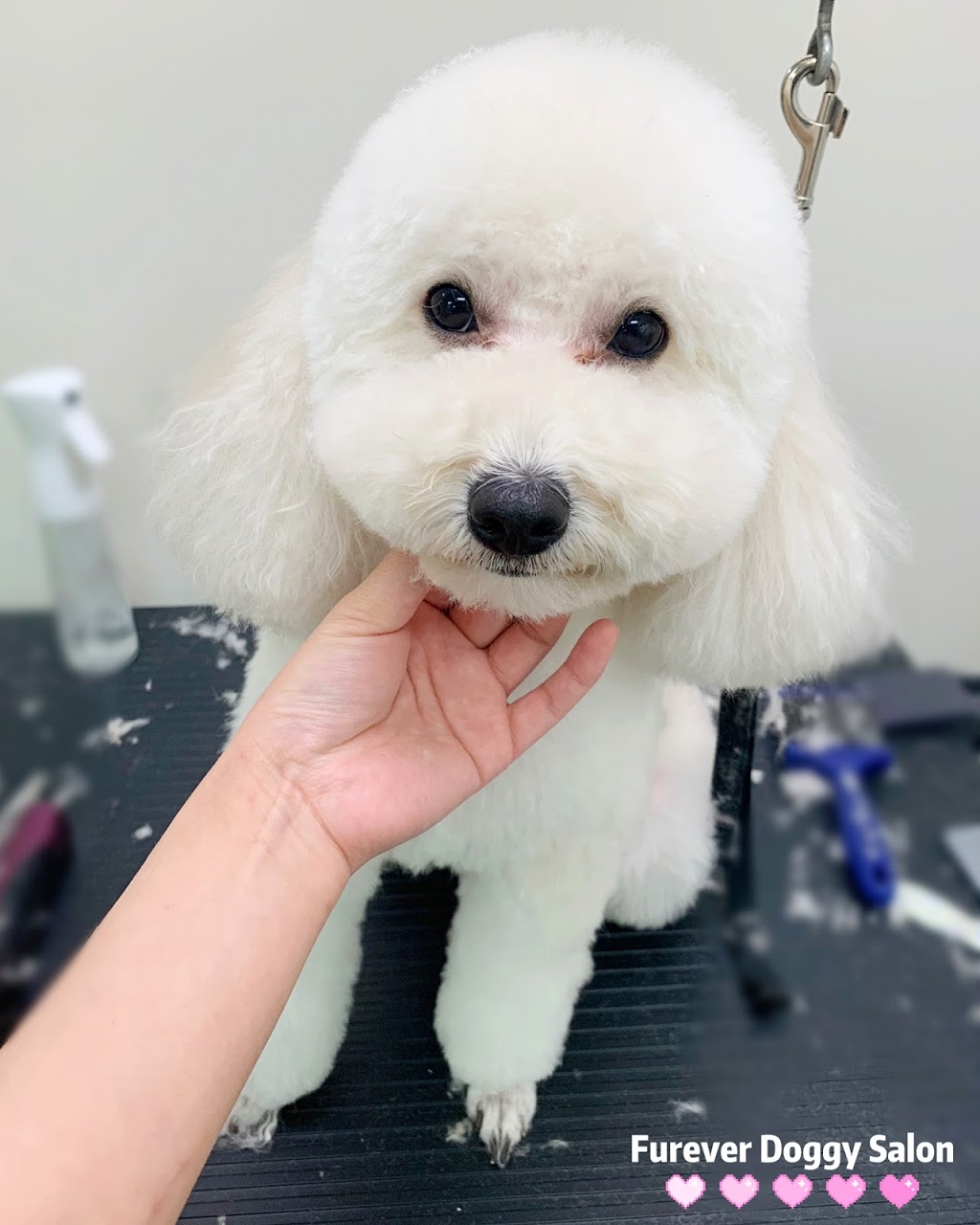 Furever Doggy Salon | 1896 Prince of Wales Dr Unit 5, Nepean, ON K2C 3W9, Canada | Phone: (613) 680-2222