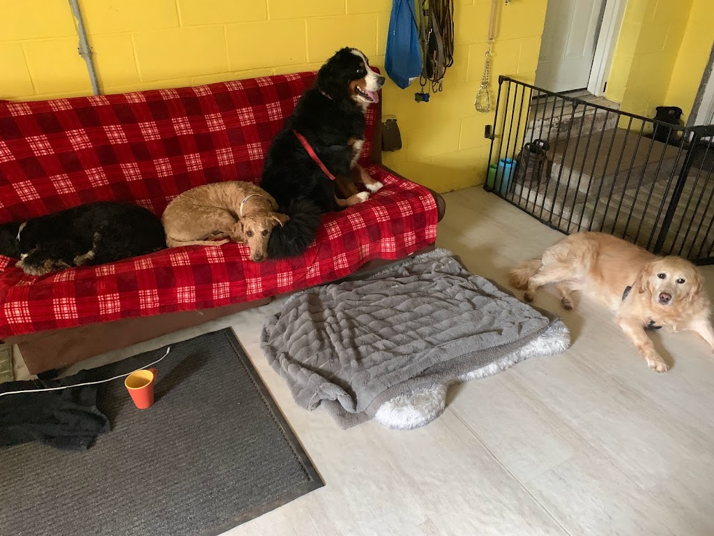 Little Britain Doggy Daycare | 950 Little Britain Rd, Little Britain, ON K0M 2C0, Canada | Phone: (647) 971-8770