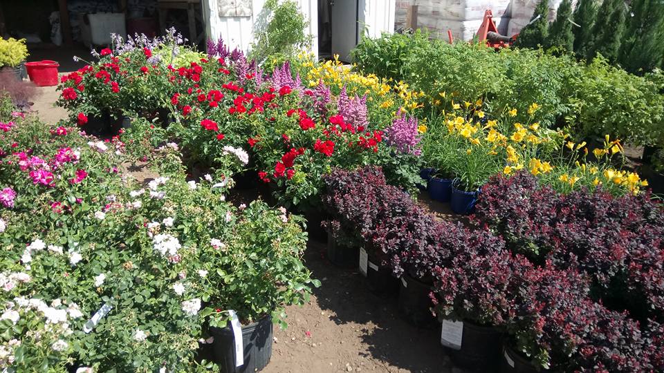 Doirons Landscaping & Gardening Centre | 2 Day Ave, Charlottetown, PE C1E 0E5, Canada | Phone: (902) 368-1666