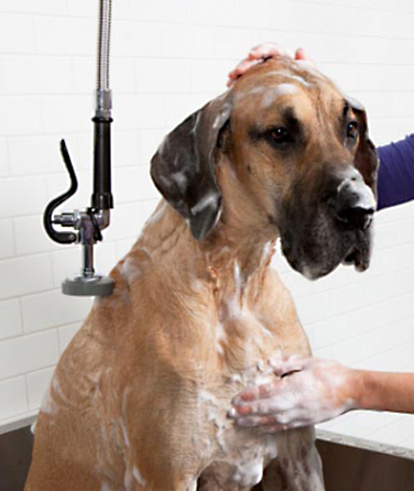 Its Doggie Business | 10 Bishop Rd, Welland, ON L3B 2V5, Canada | Phone: (289) 929-9750
