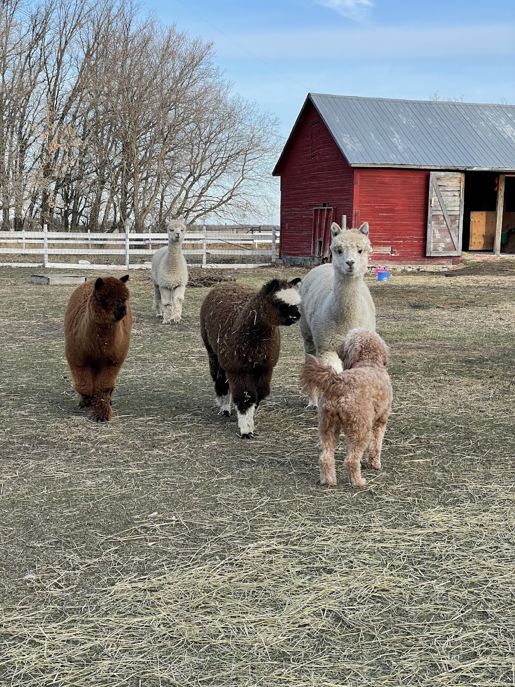 Pudgy Farm | 1080 Road 76.5 NW Rd, Warren, MB R0C 3E0, Canada | Phone: (204) 880-1058