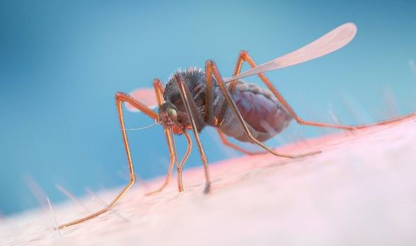 Vanquish Pest Control | 10 Demaris Dr, Brampton, ON L6R 3P5, Canada | Phone: (647) 403-0456