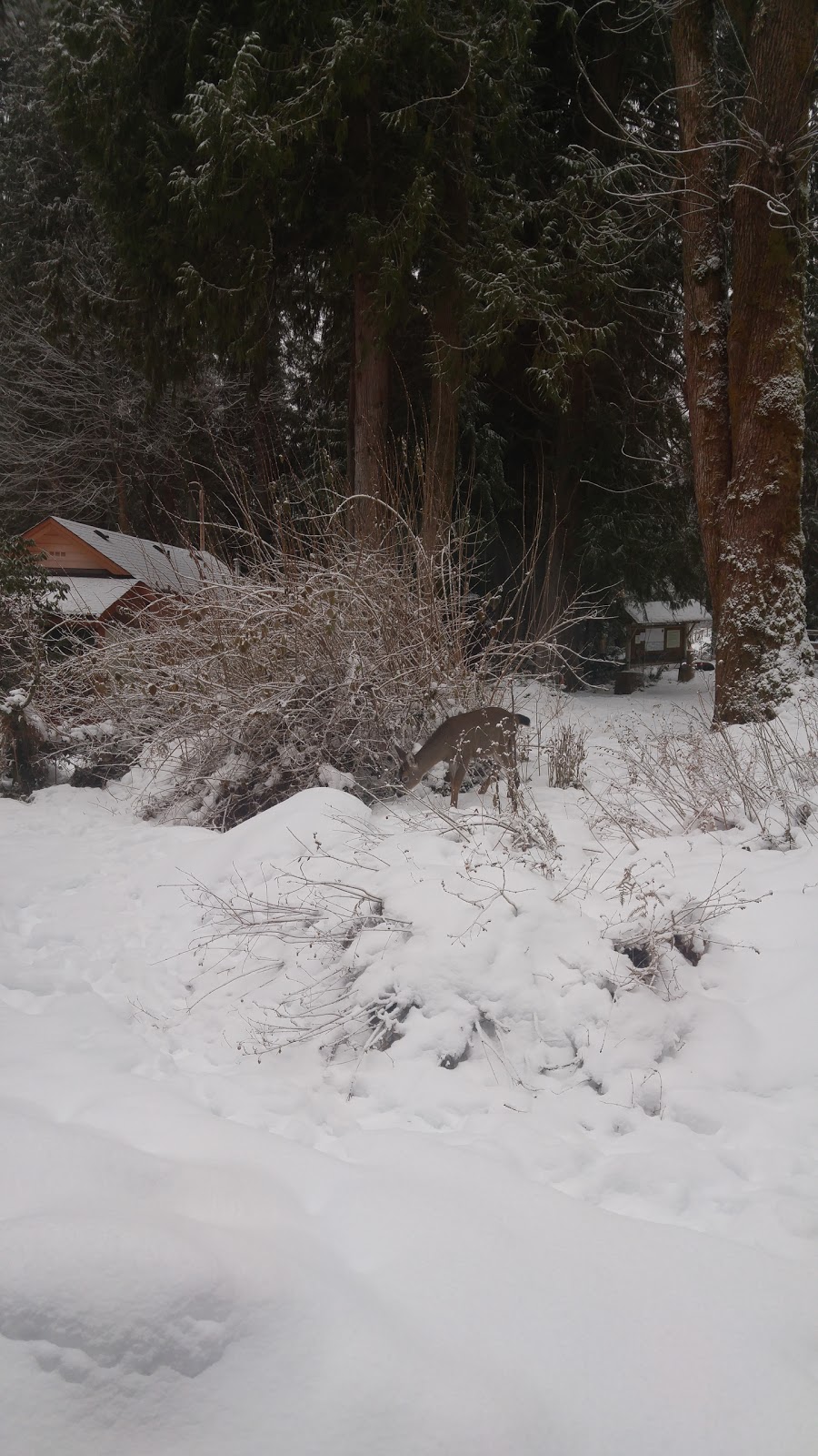 Greendale Riverside Cabins | 8012 Greendale #3, Lake Cowichan, BC V0R 2G0, Canada | Phone: (250) 749-6570