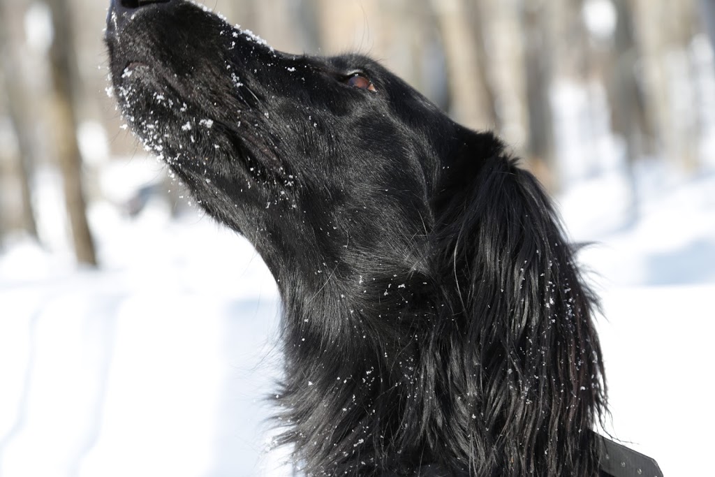 Joanne Dorion photographe | Rue du Lac, Shefford, QC J2M 1P5, Canada | Phone: (450) 558-9576