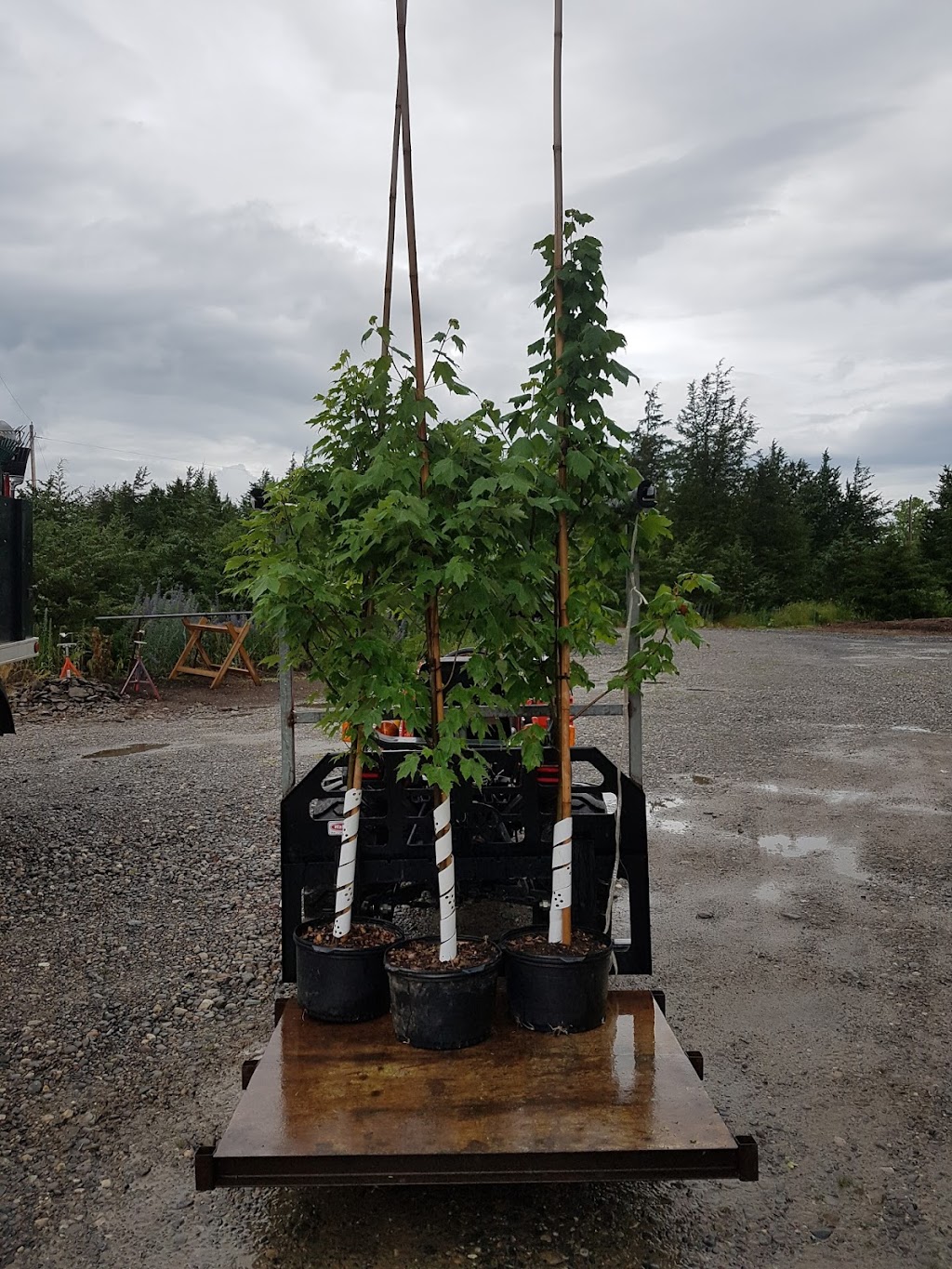 Weese Tree Preservation and Weese Nurseries | 541A S Shore Rd, Napanee, ON K7R 3K7, Canada | Phone: (613) 352-5988