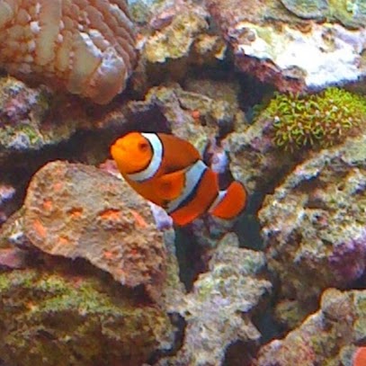 Gold Aquariums | 4710 17 Ave SE J, Calgary, AB T2A 0V1, Canada | Phone: (403) 273-5567