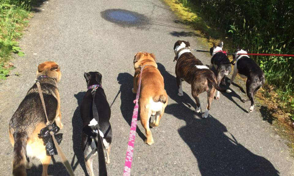 Alpha Dog House Training and Pet Care | 7923 Northwind Dr, Lantzville, BC V0R 2H0, Canada | Phone: (250) 618-1580