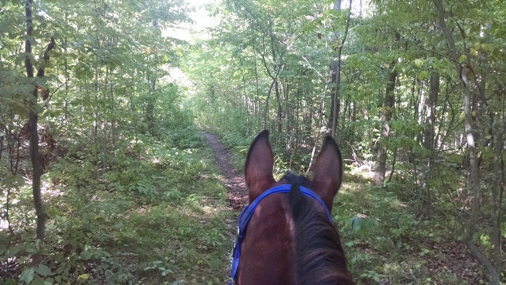 Horsin Around Riding Ranch | 445 Callaghan Rapids Rd, Marmora, ON K0K 2M0, Canada | Phone: (613) 849-2332