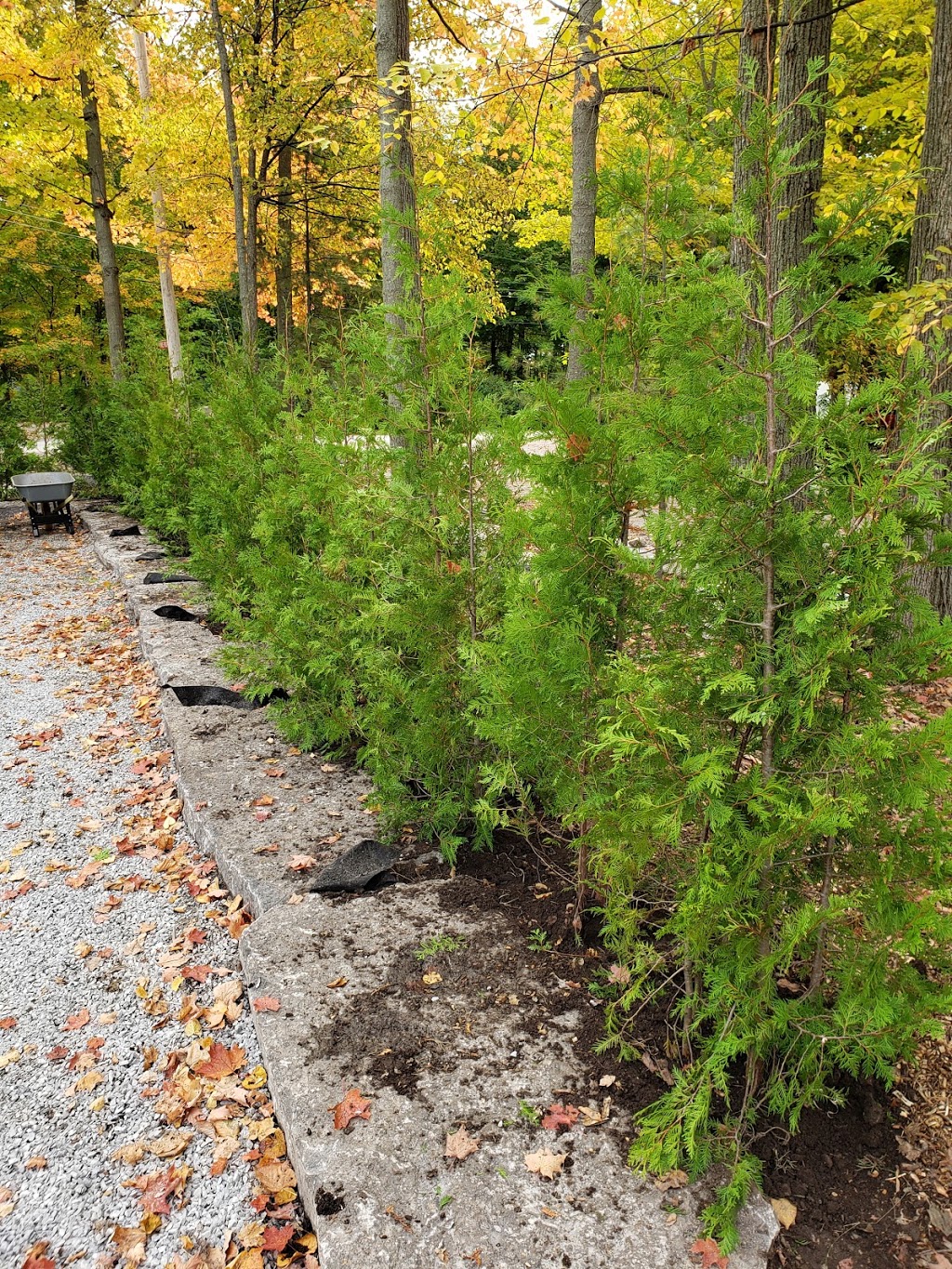OHagan Trees | 176 Lilac Rd, Omemee, ON K0L 2W0, Canada | Phone: (705) 772-1055