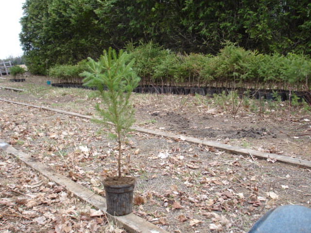 Norfolk Tree | 17 St.Elizabeth Cres, Box 115, Courtland, ON N0J 1E0, Canada | Phone: (519) 688-2167