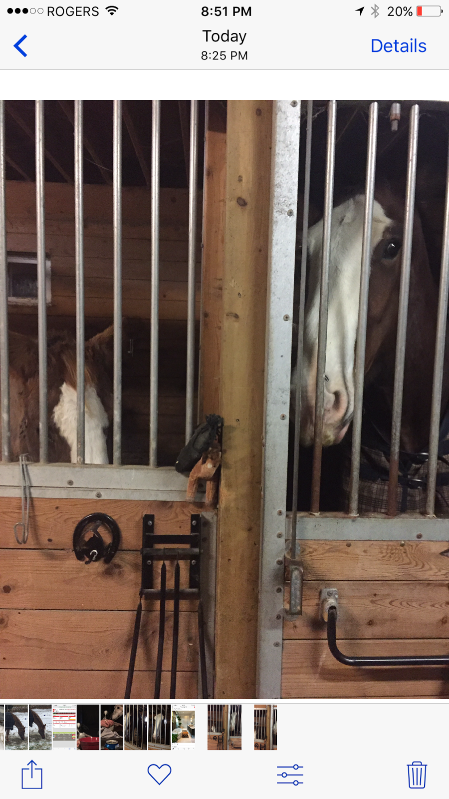 DreamRidge Equestrian | 95 Townline Road East, Port Perry, ON L9L 1B3, Canada | Phone: (416) 716-9464
