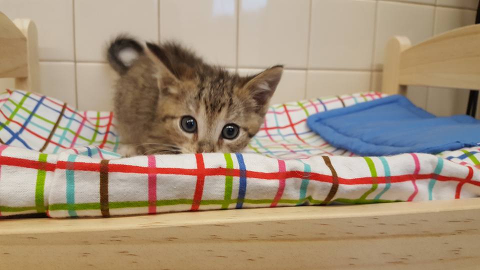 Pembina Veterinary Hospital | 400 Pembina Hwy, Winnipeg, MB R3L 2E7, Canada | Phone: (204) 452-9427