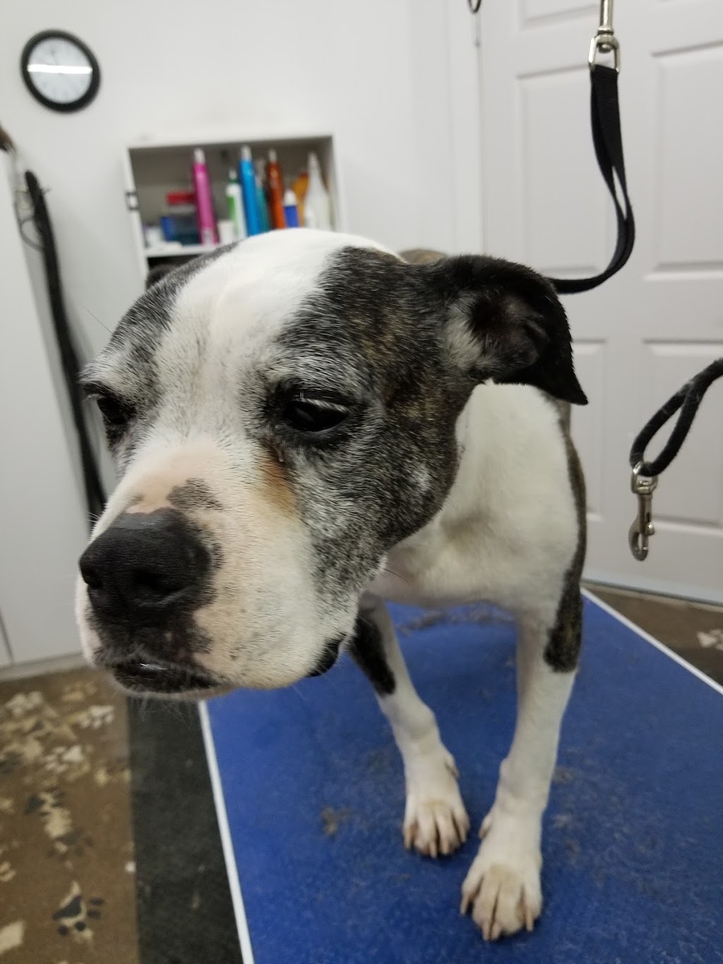 ​Prairie Valley Pet Services | 160 Broadway St W Back Lane Entrance, Fort QuAppelle, SK S0G 1S0, Canada | Phone: (306) 331-7778