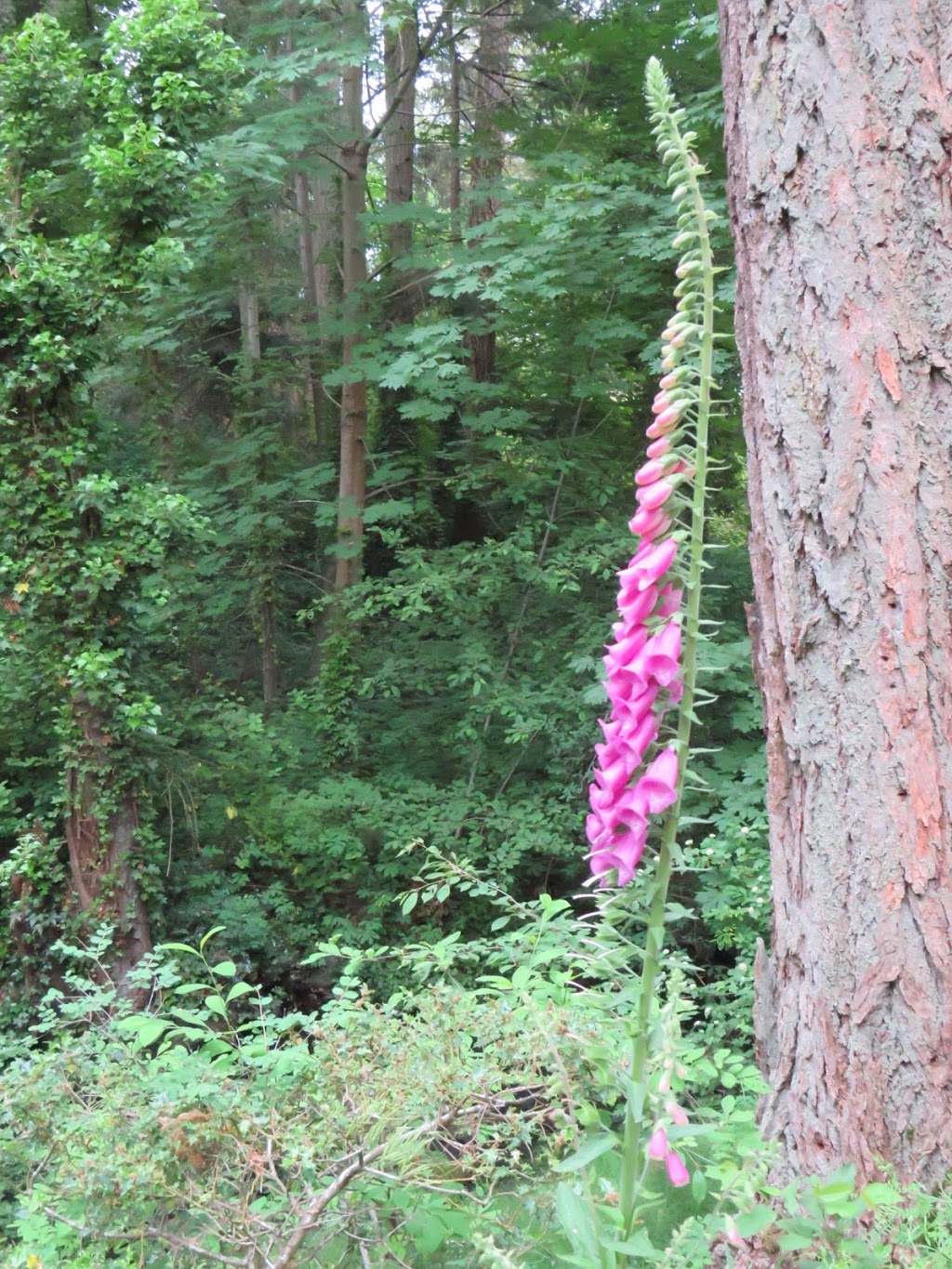Colquitz River Trail | Unnamed Road, Victoria, BC V8Z 6W2, Canada