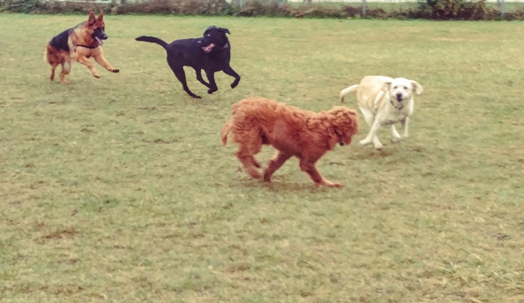 Pinetree Pet Resort | 5951 ON-6, Guelph, ON N1H 6J2, Canada | Phone: (519) 787-9934