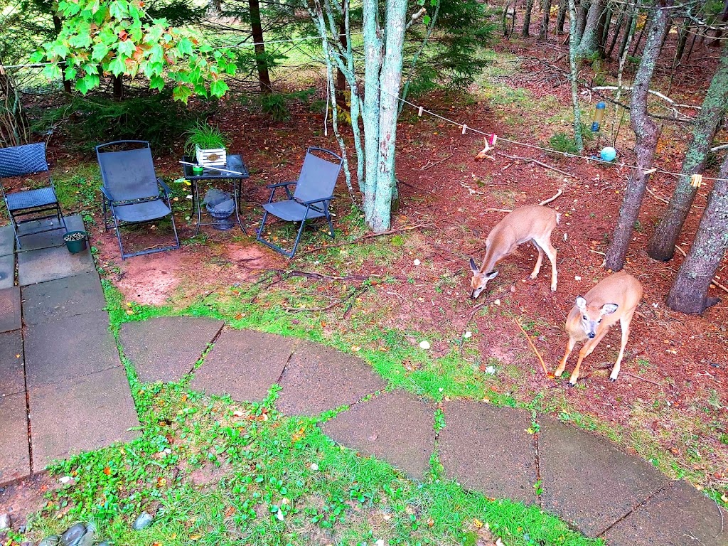 Affordable Place | 96 Evergreen Dr, Truro, NS B2N 5V1, Canada | Phone: (250) 899-1317