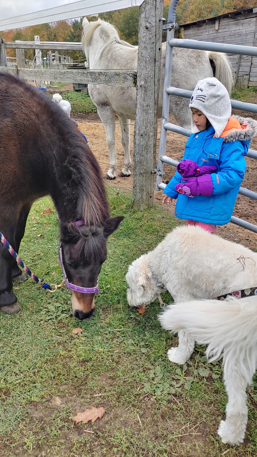 Back of Beyond Equine Centre | 2572 Muskoka Road 10, Huntsville, ON P1H 2J3, Canada | Phone: (705) 789-1605