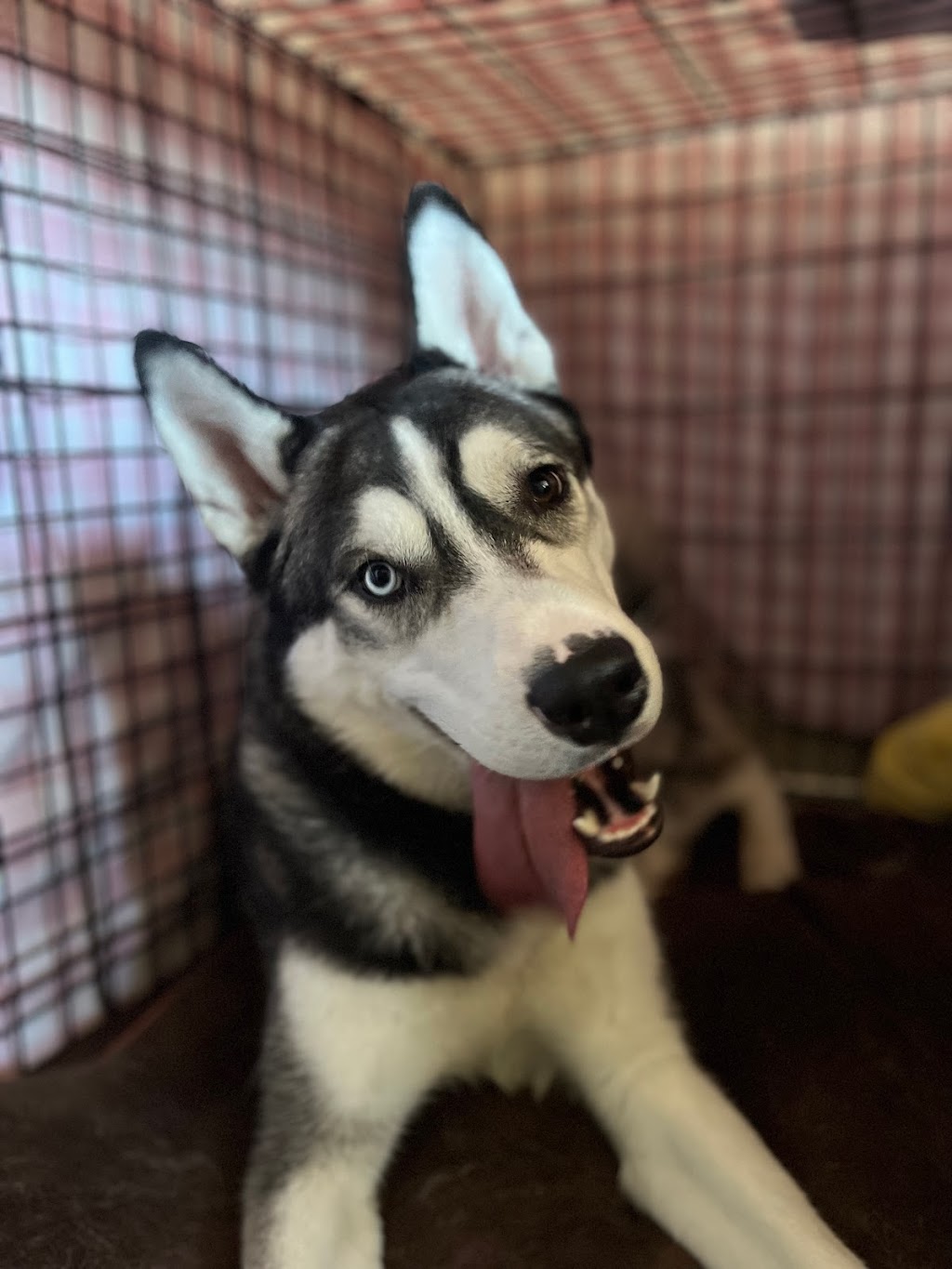 Uplands Pet Service | 29 Fox Hunt Ave, Ottawa, ON K1V 0B1, Canada | Phone: (343) 204-1585