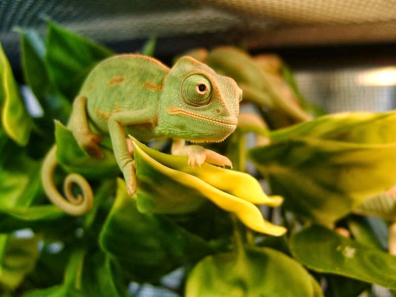 ChameleonsGalore | 11804 Canfield Rd SW, Calgary, AB T2W 1V1, Canada