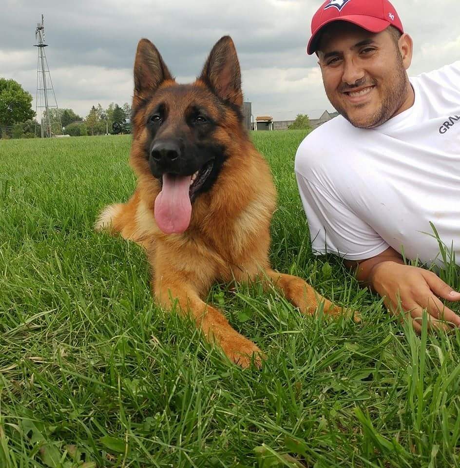 Vom Issam Haus German Shepherds | 23 Marlington Crescent, North York, ON M3L 1K3, Canada | Phone: (647) 295-1773